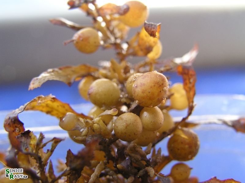 Sargassum vulgare