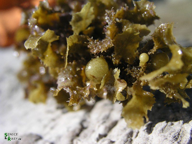 Sargassum vulgare