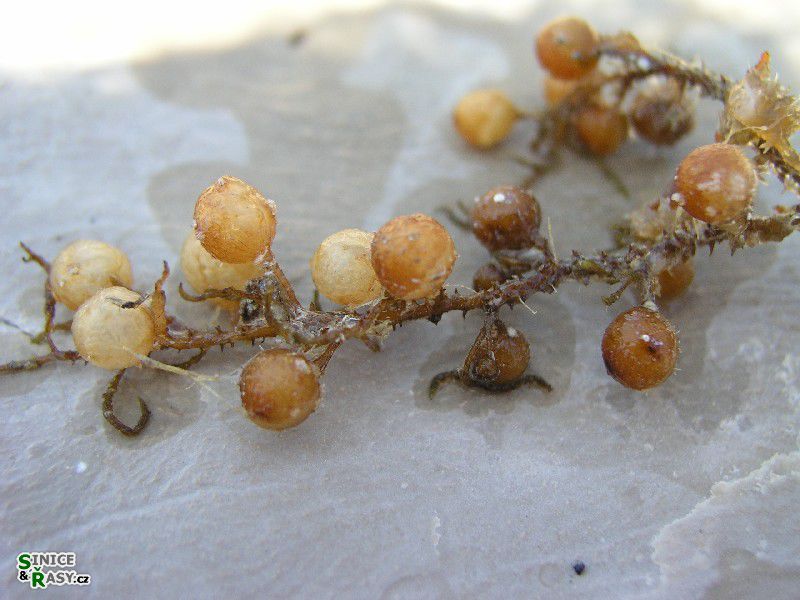 Sargassum vulgare