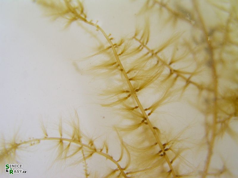 Sporochnus pedunculatus
