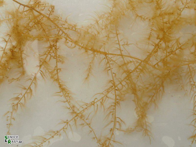 Sporochnus pedunculatus