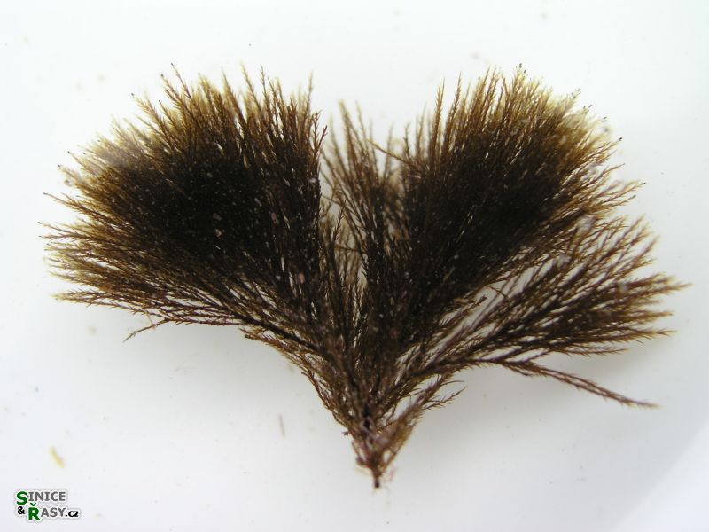 Stypocaulon scoparium