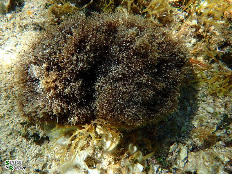 Stypocaulon scoparium