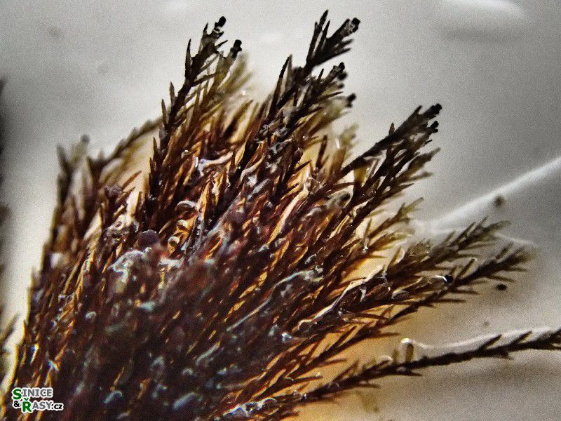 Stypocaulon scoparium