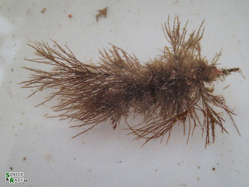 Stypocaulon scoparium