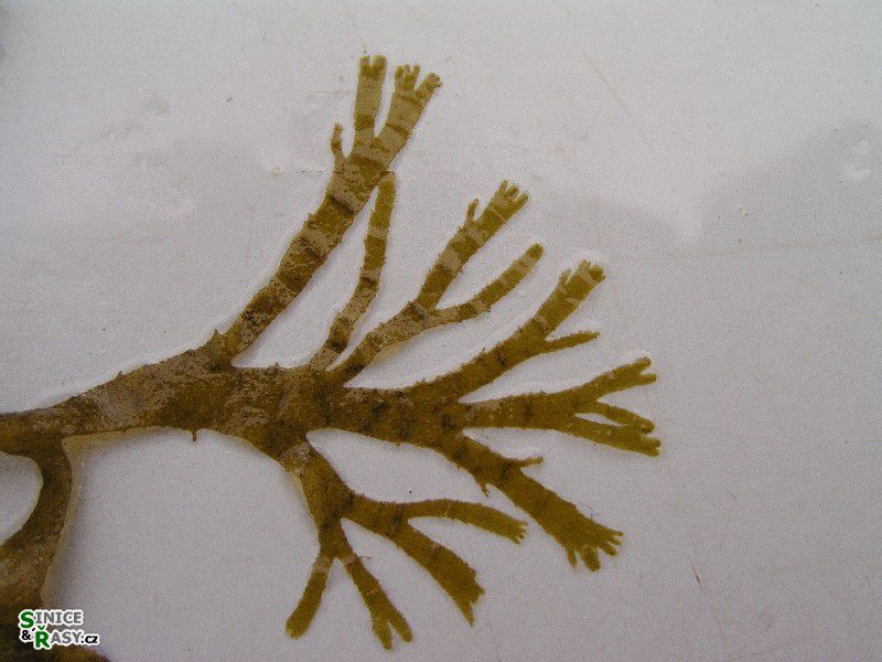 Taonia atomaria