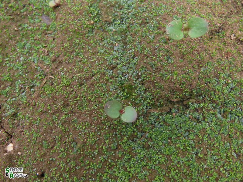 Botrydium granulatum