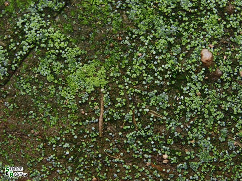 Botrydium granulatum