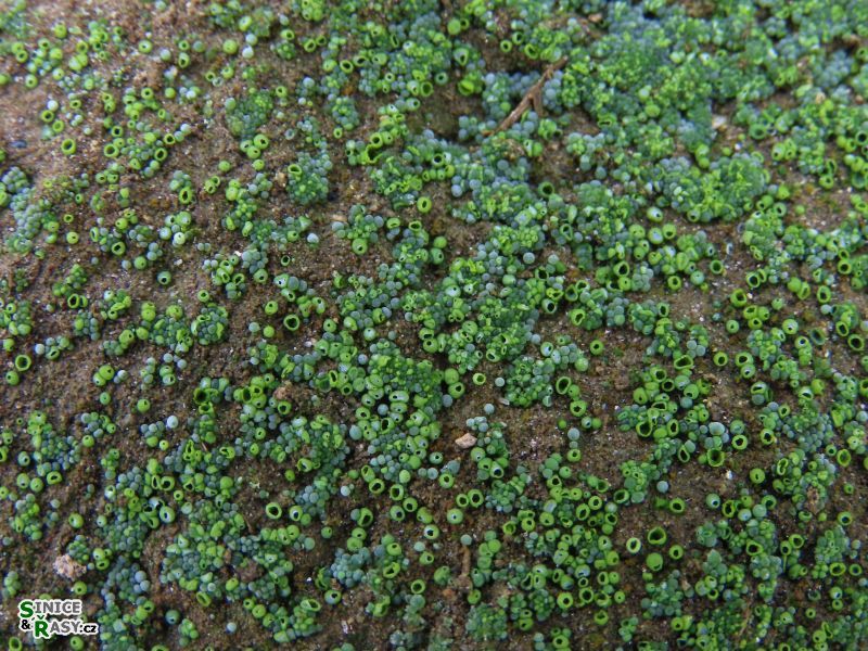 Botrydium granulatum