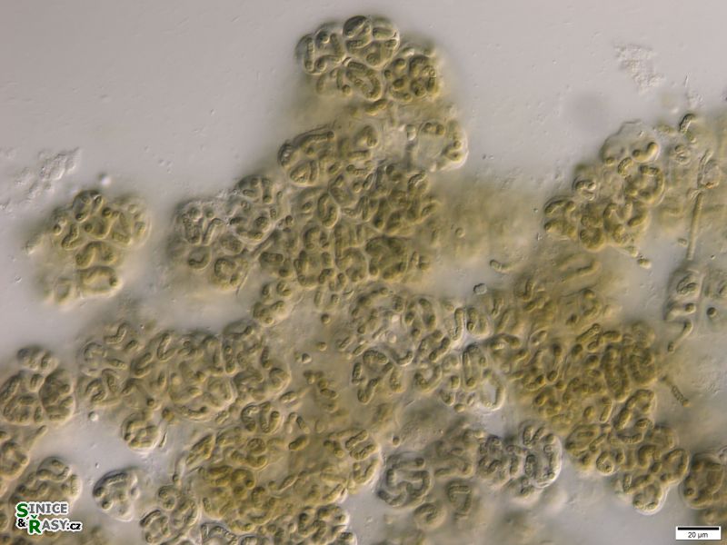 Nostoc