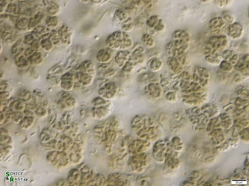 Nostoc