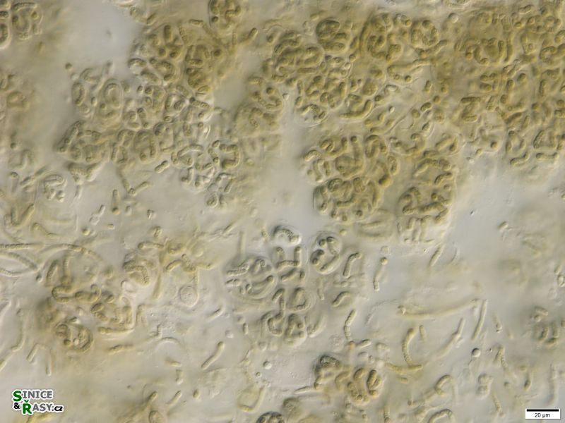 Nostoc