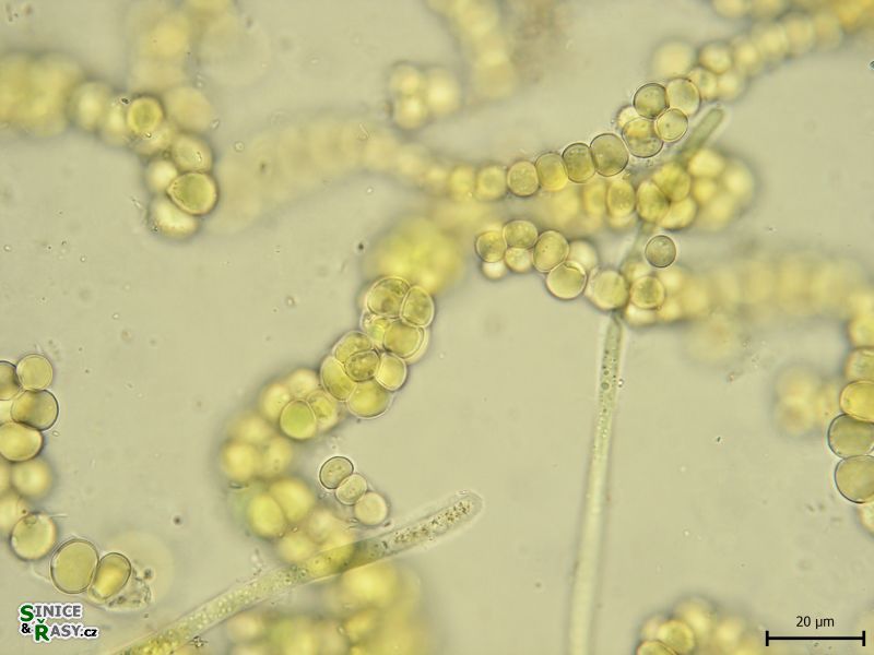 Westiellopsis