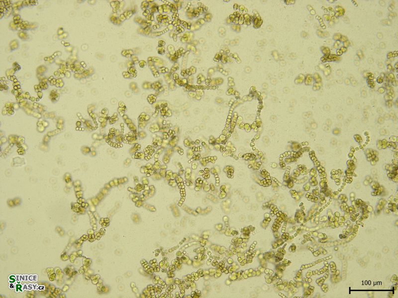 Westiellopsis