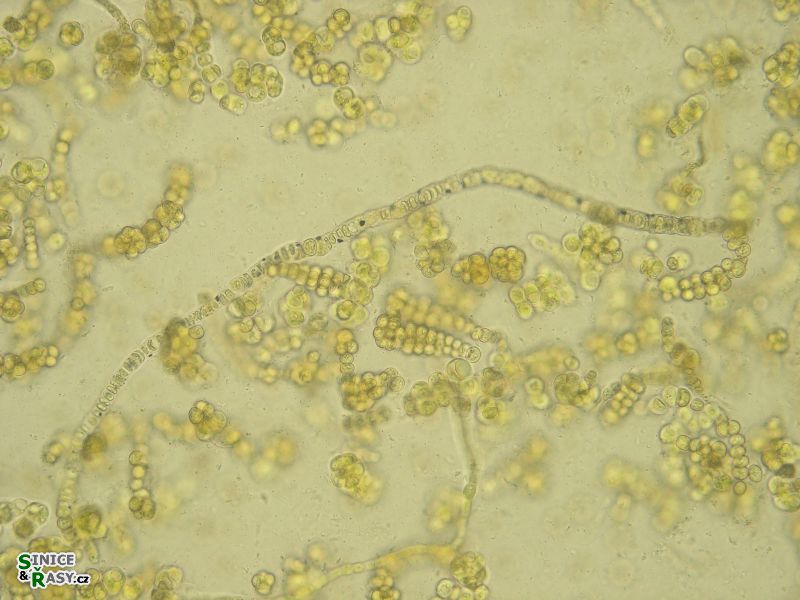 Westiellopsis