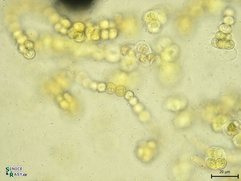 Westiellopsis
