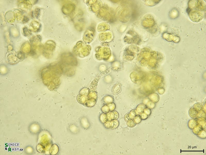 Westiellopsis