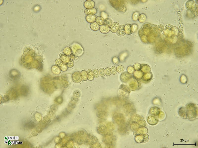 Westiellopsis