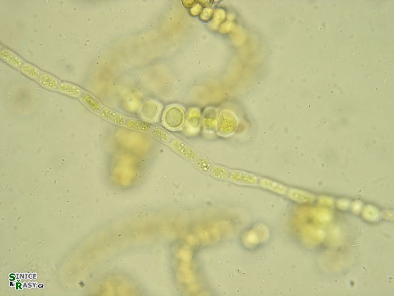 Westiellopsis