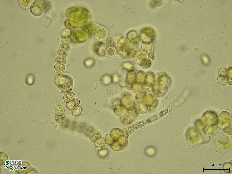 Westiellopsis