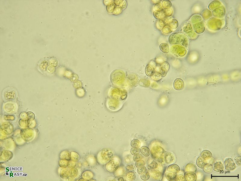 Westiellopsis