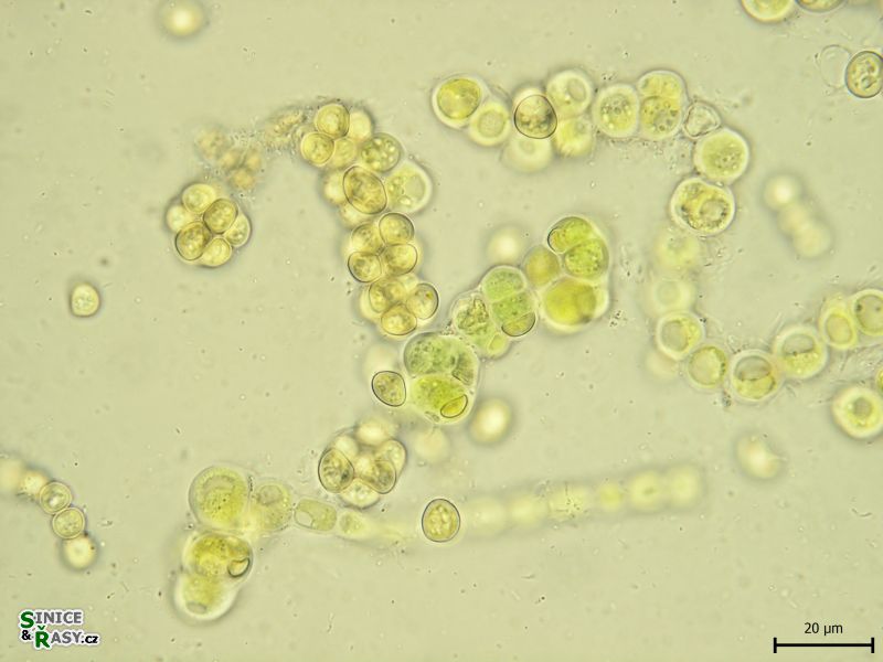 Westiellopsis