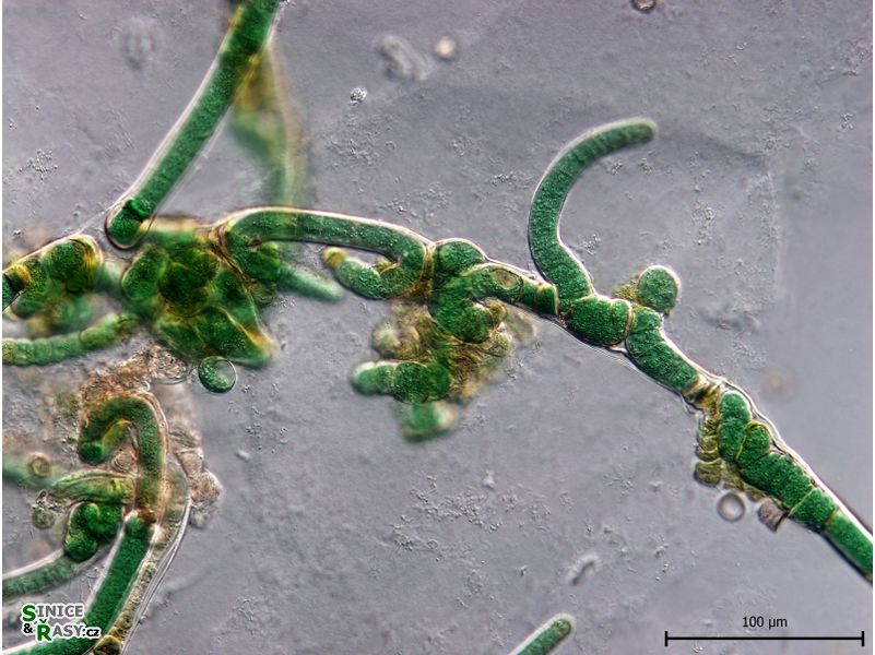 Scytonema hyalinum