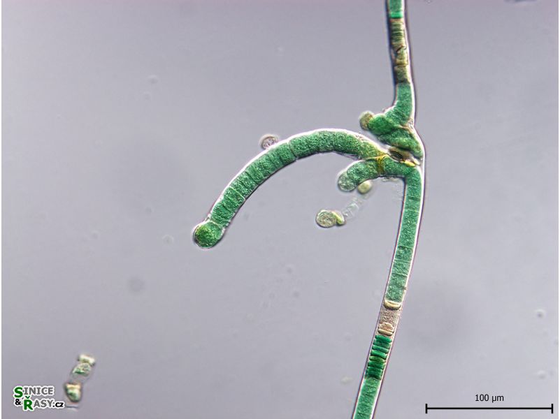 Scytonema hyalinum