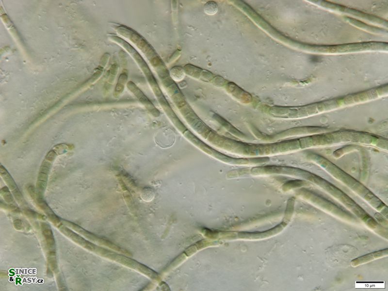 Phormidium