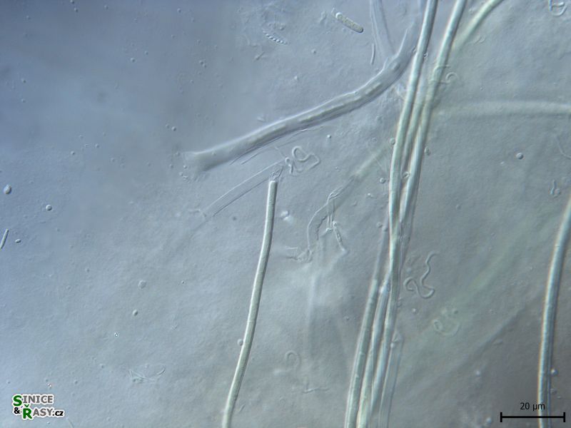 Leptolyngbya