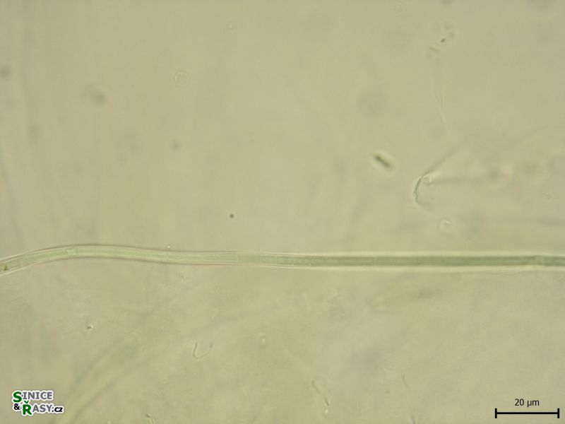 Leptolyngbya