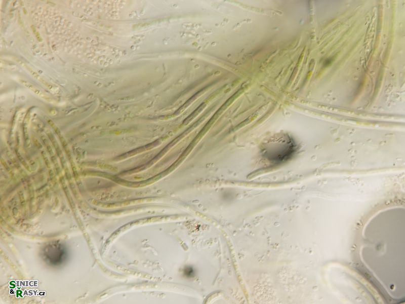 Leptolyngbya