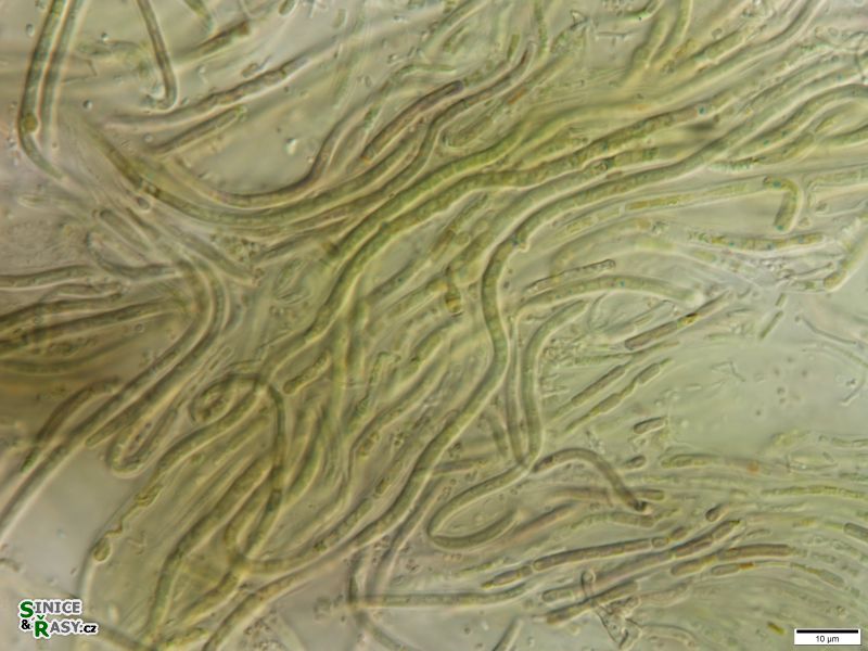 Leptolyngbya