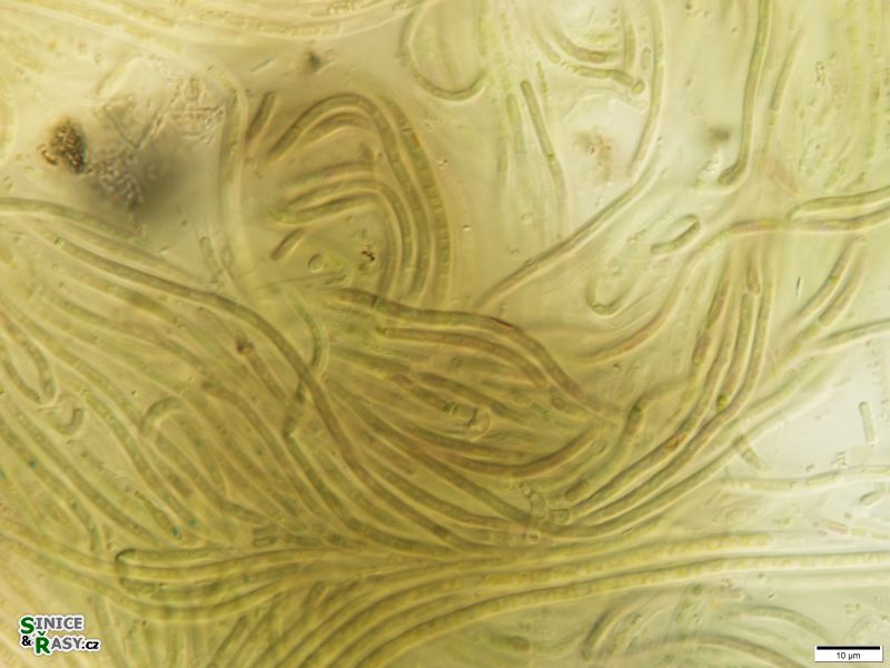 Leptolyngbya