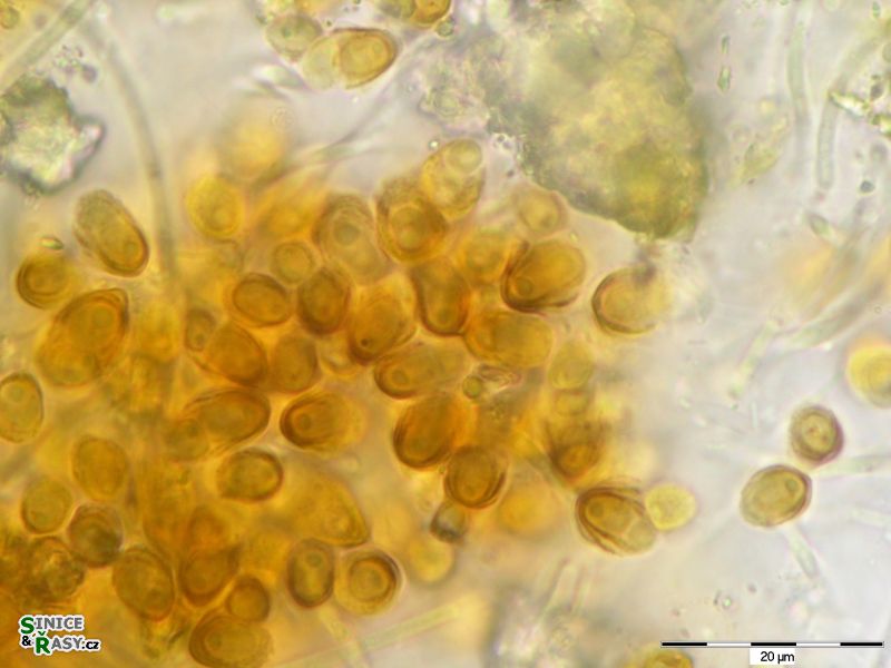 Chamaesiphon polonicus