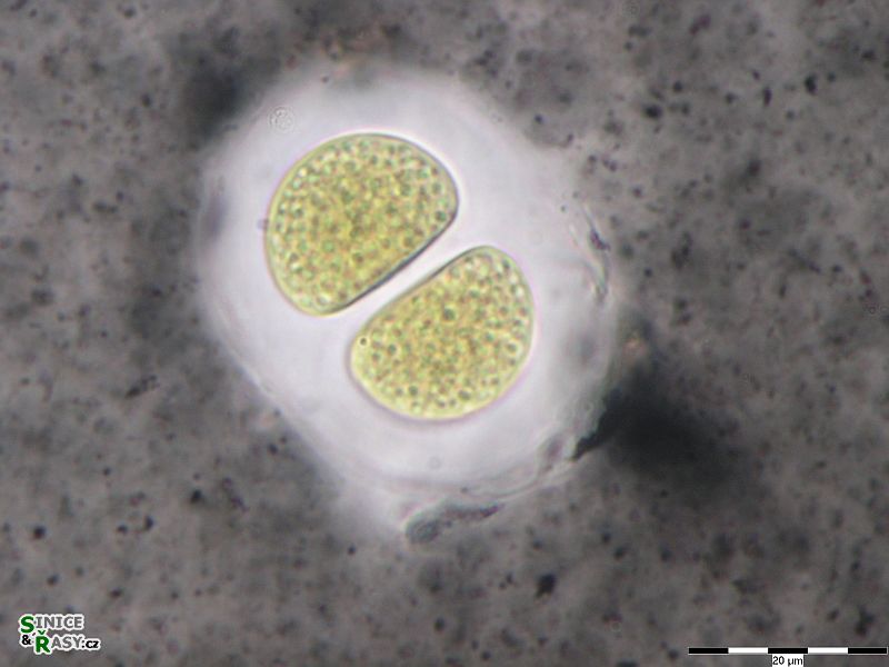 Chroococcus spelaeaus