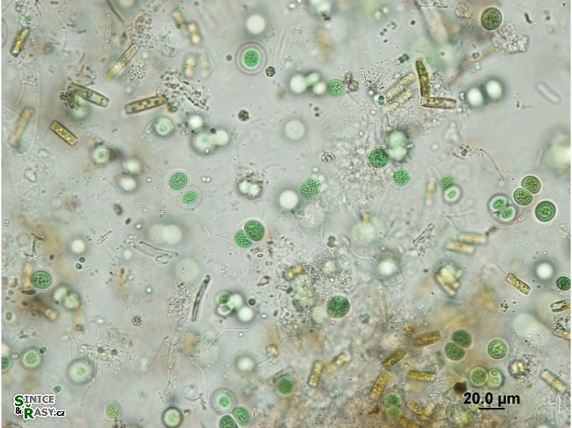 Chroococcus subnudus