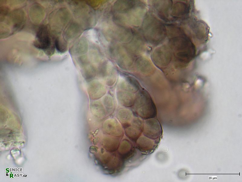 Entophysalis atroviolacea