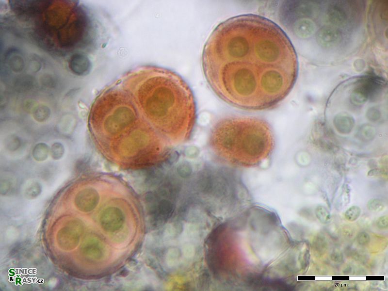 Gloeocapsa novacekii