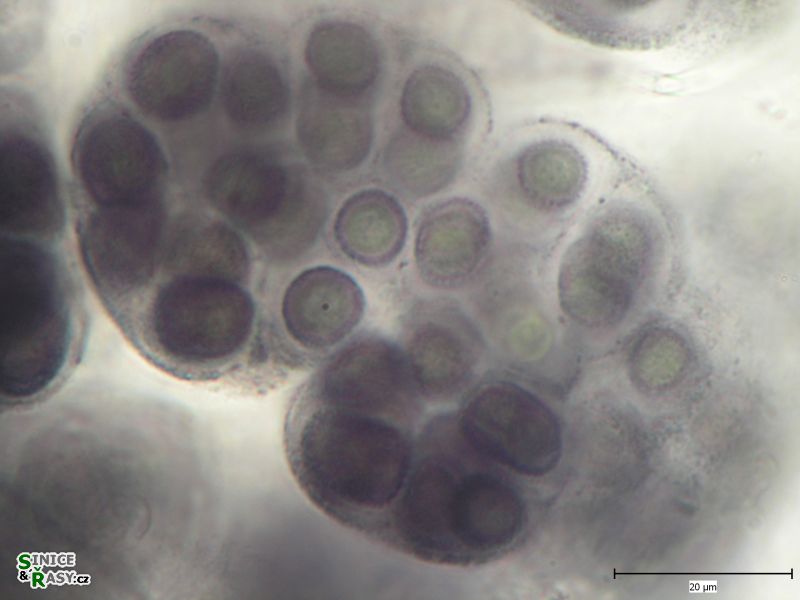 Gloeocapsa alpina