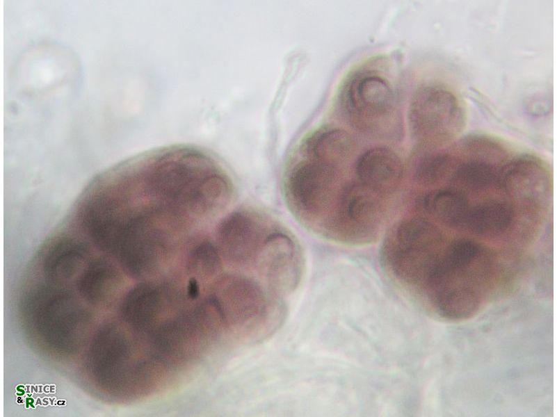 Gloeocapsa compacta