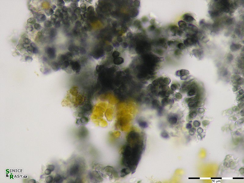 Gloeocapsa sp. 