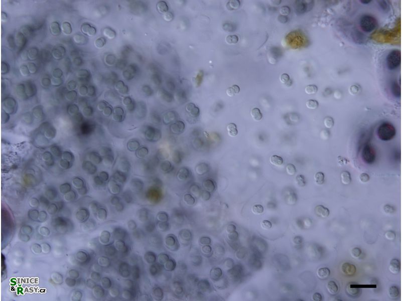 Gloeocapsa atrata