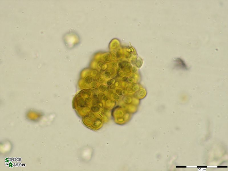 Gloeocapsopsis pleurocapsoides