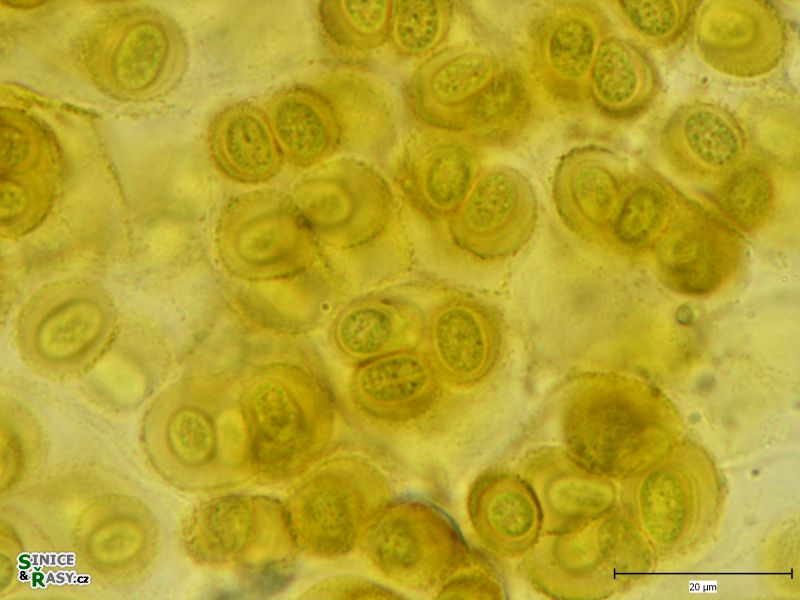 Gloeothece rupestris