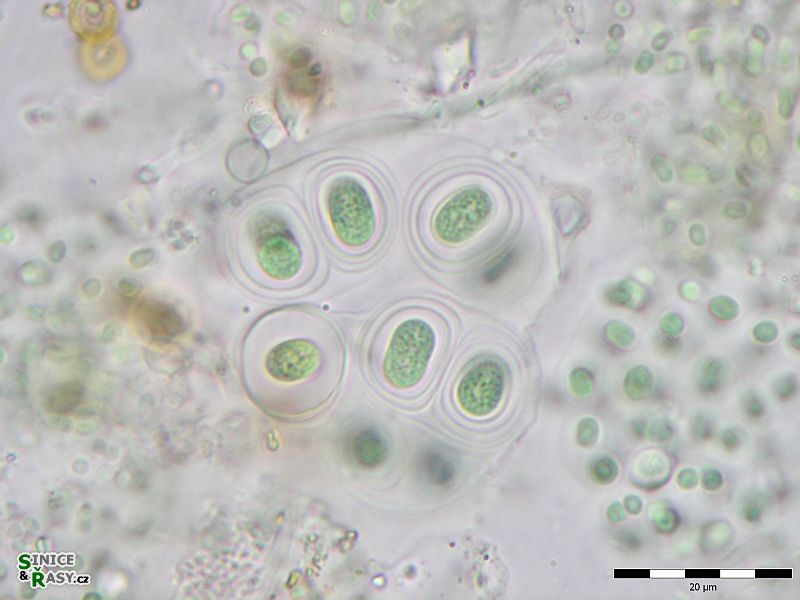 Gloeothece tepidariorum