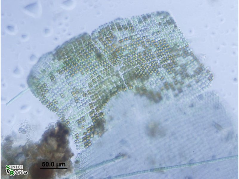 Merismopedia revoluta