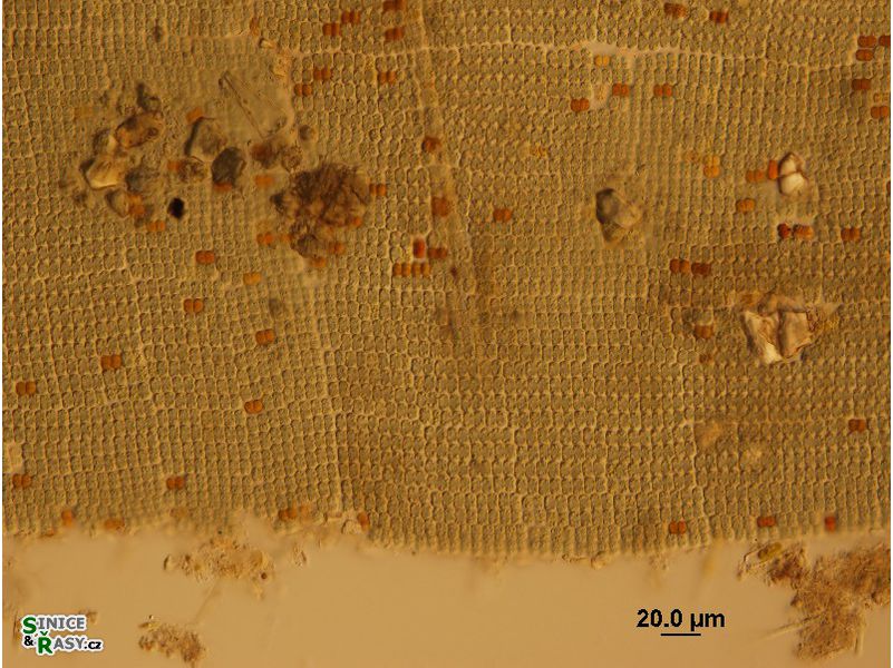 Microcrocis geminata
