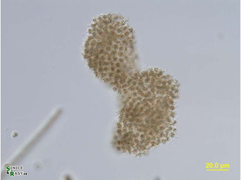 Microcystis ichthyoblabe