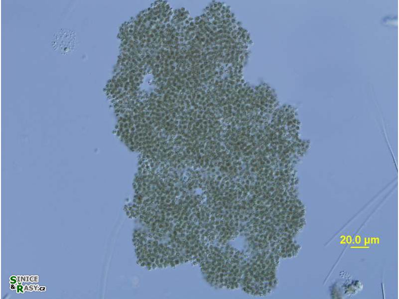 Microcystis ichthyoblabe